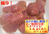 扱いやすい！活〆ウチワエビ1kg（大サイズ）6～10匹おみやげ付き（ゆず果汁）