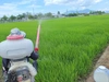 新米 新潟産コシヒカリ伊助 8年連続残留農薬ゼロ確定  無洗玄米 5Kg