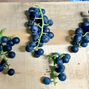 規格外キャンベルアーリー 5kg詰め