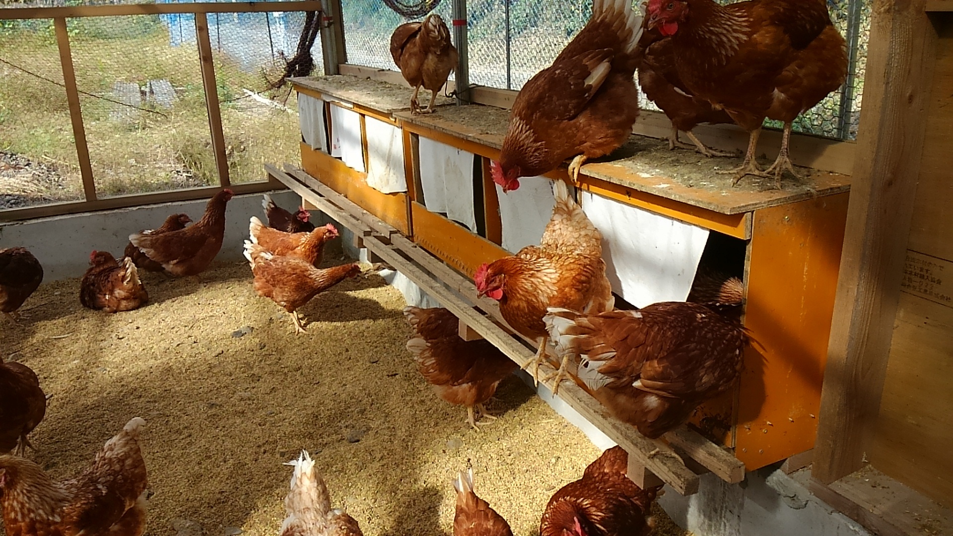 三種類のたまご詰め合わせ3パッ ボリスブラウン 龍神コッコ 七面鳥 農家漁師から産地直送の通販 ポケットマルシェ