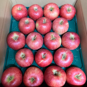 【まるでジュースのような甘さ】山形県産シナノスイートご家庭用