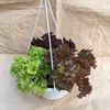 つるしてお手軽♡生きてるレタスのハンガーサラダポット♡