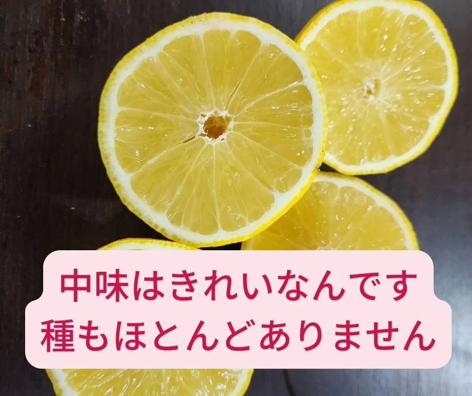 困ってます　訳あり種なしレモン　売り切り数量限定