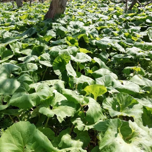 みずみずしく柔らかなふき 2L（季節限定） 無農薬 1束