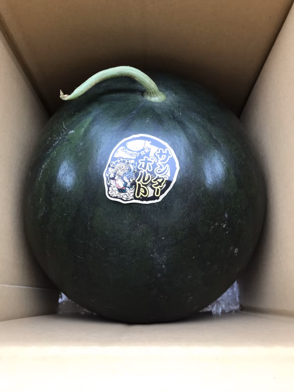 富里1番なりスイカサンダーボルトLサイズ(6kg〜7kg未満)1玉入り。