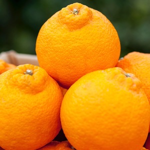 高級柑橘デコ（不知火） 5㎏　（小玉）