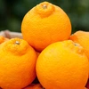 高級柑橘デコ（不知火） ２㎏