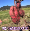 鴨川産紅あずま(訳有り)