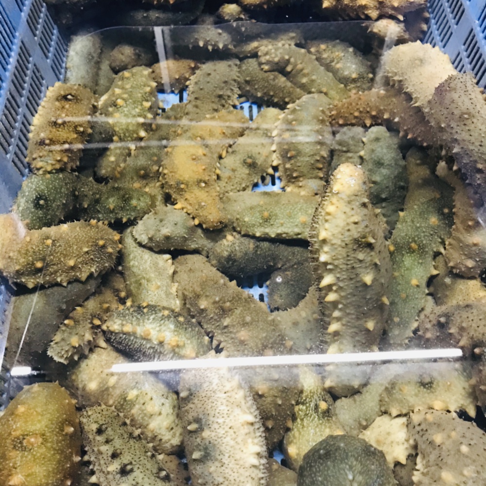 新鮮とれたて 青ナマコ 生きたまま発送します 2 12以降の発送となります 農家漁師から産地直送の通販 ポケットマルシェ