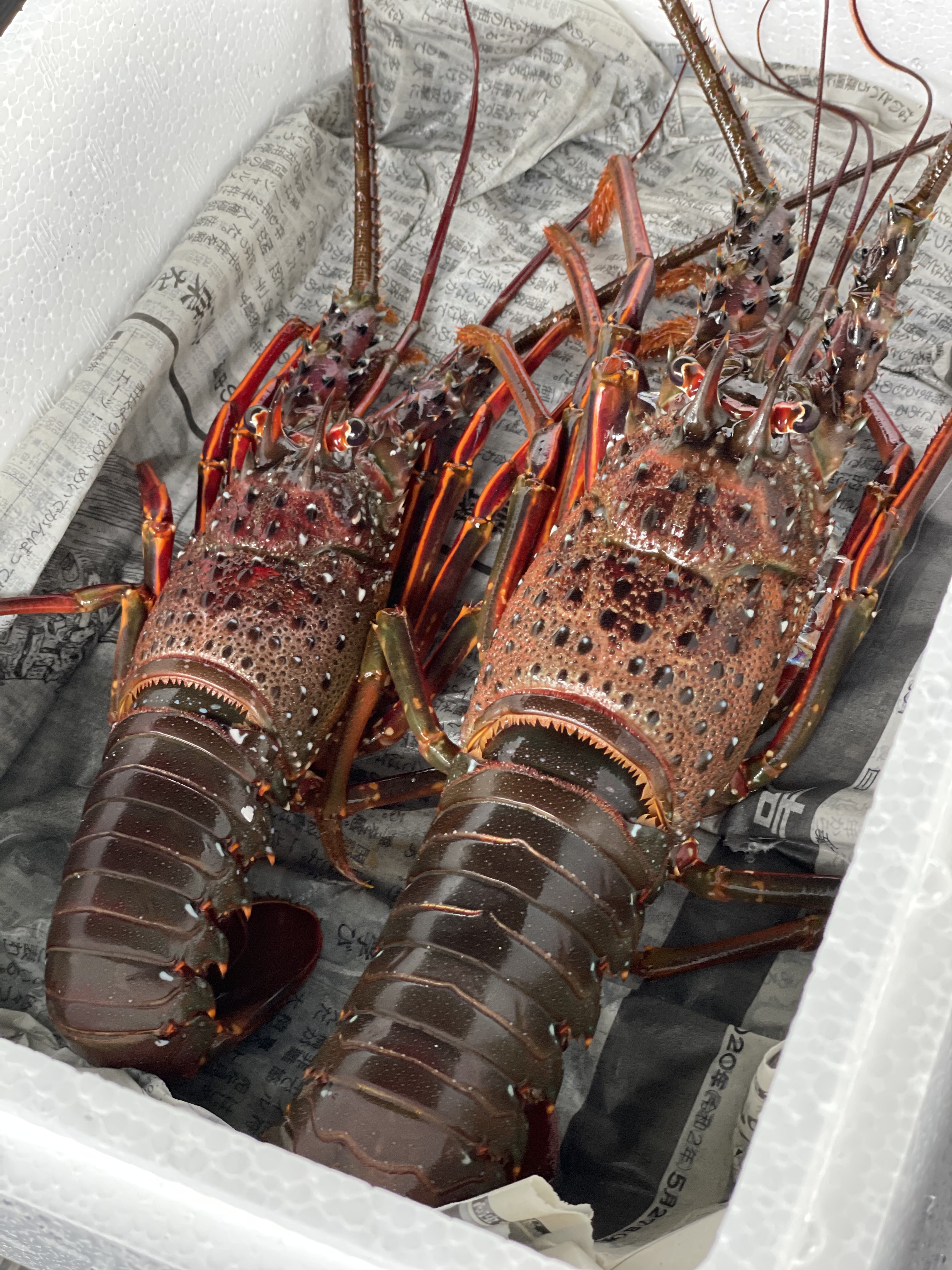 まずはお試し商品 神奈川県小田原産 伊勢海老2尾セット 約500g 農家漁師から産地直送の通販 ポケットマルシェ