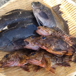 訳あり未利用魚1.5㌔以上