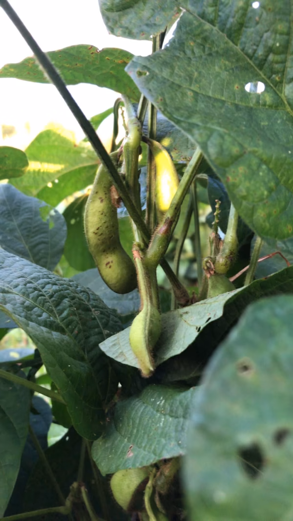 京都丹波黒枝豆 枝付き 約4kg