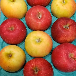 りんごガチャ♪箱をあける瞬間の楽しみを(^-^)旬のりんごMIX3キロ