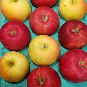 りんごガチャ♪箱をあける瞬間の楽しみを(^-^)旬のりんごMIX3キロ
