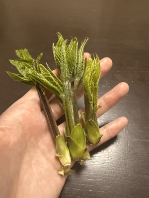 みんなの投稿の画像