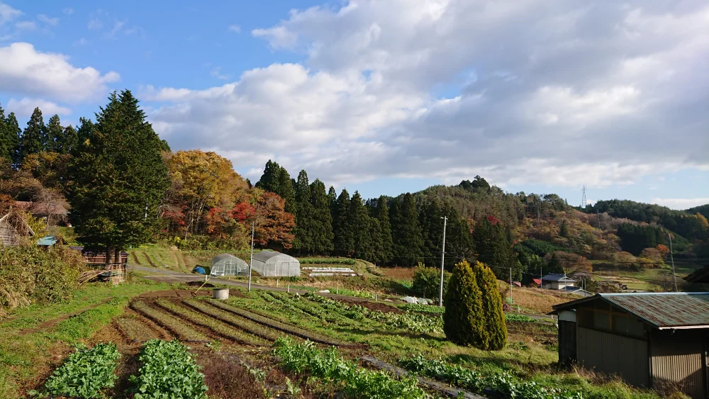 【2018秋 旬野菜セット】根菜もりもり。芋煮しようぜ。