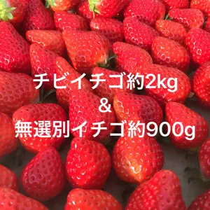 セット★収穫期間化学農薬不使用 チビイチゴ約2kg&無選別イチゴ約900g  