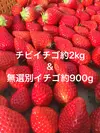 セット★収穫期間化学農薬不使用 チビイチゴ約2kg&無選別イチゴ約900g  
