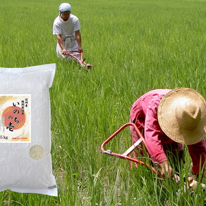 《白米》信州産 特別栽培米『いのちの壱』大粒の品種です！令和4年産