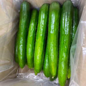 実はおいしい？！大きすぎなきゅうり【採れたて】を発送！おばけきゅうり