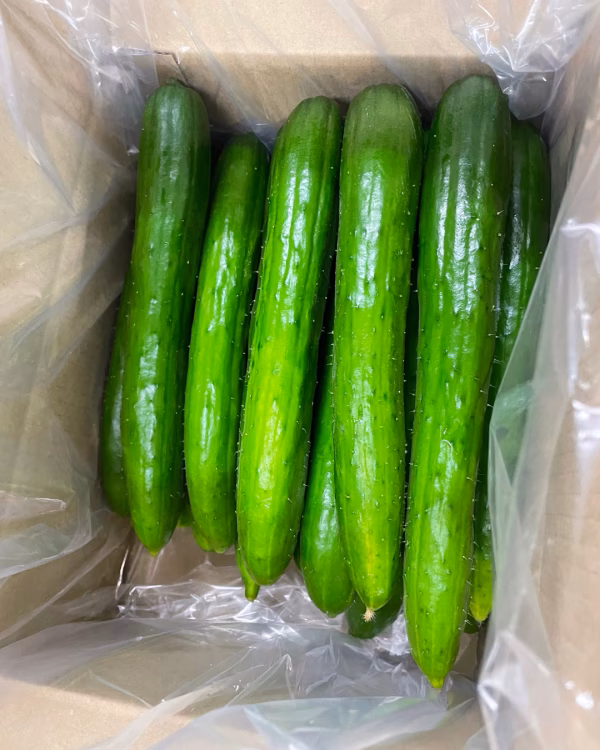 実はおいしい？！大きすぎなきゅうり【採れたて】を発送！おばけきゅうり