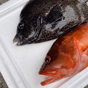 【魚突き】傷あり　アカハタ1.0kg、イシガキダイ1.1kg 鱗、内臓処理済
