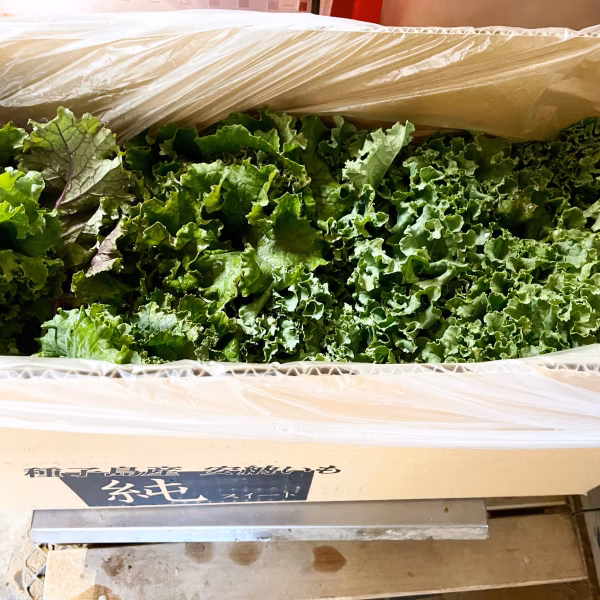 栄養価の高いフリルケールヴェルデ