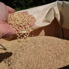 【新米】れんげで育てたお米　あいちのかおり「特別栽培米」玄米1.5kg