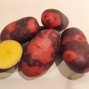 ★人気品種★　希少　グラウンドペチカ　(　デストロイヤー　)　新じゃがいも