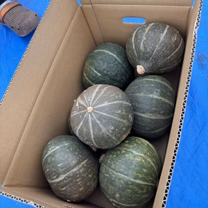 山形県産　訳あり　かぼちゃ　南瓜　8キロ　