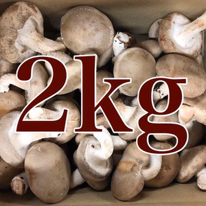 今だけ送料無料！2キロお買い得！！箱いっぱい菌床椎茸　無農薬