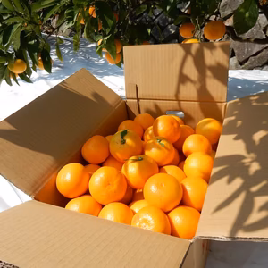 マルユー園のこだわり有田みかん10kg家庭用