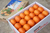 減農薬 種子島産タンカン Mサイズ 36玉 約5kg