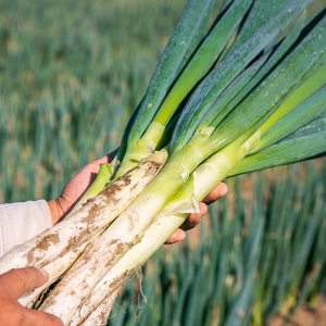 花を肥料につくられた　環境保全型の循環農法　【華ねぎ】