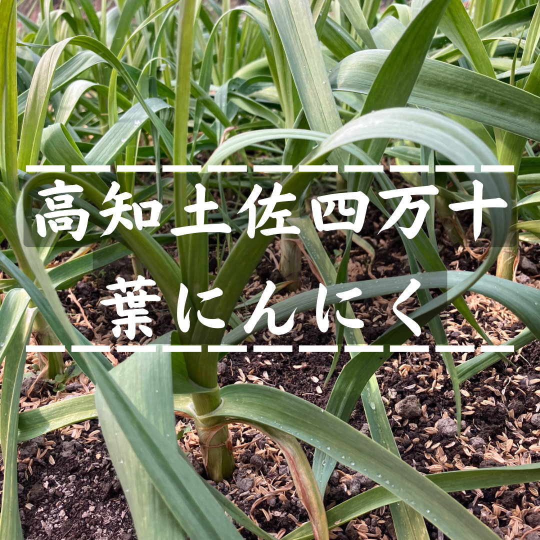 【当日収穫】採れたて新鮮！葉ニンニク 5kg クール便発送(送料込み) 野菜の産直通販・お取り寄せ商品｜ポケットマルシェ｜産地直送で旬の