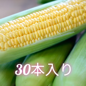 最高糖度24度を超えたぶどうより甘いとうもろこし『博多うまきび』お任せ30本入り