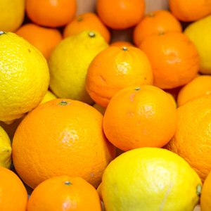 今が旬！春柑橘の詰め合わせ（4〜5種類・大小混合・訳あり）
