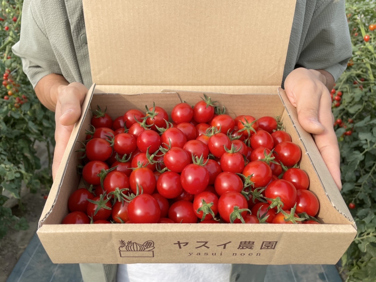北海道空知郡中富良野町｜ヤスイ農園｜安井健太郎さんの生産者