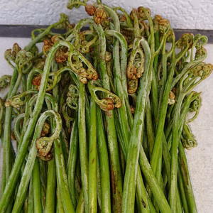 注文あってから収穫、新鮮わらび