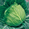 ふわふわ柔らかくみずみずしい味わいの春キャベツ 春めき