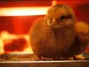 北海道平飼い有精卵『ぽっけのたまご』40個 クール