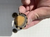 カサガイ　ジンガサ　マツバガイ