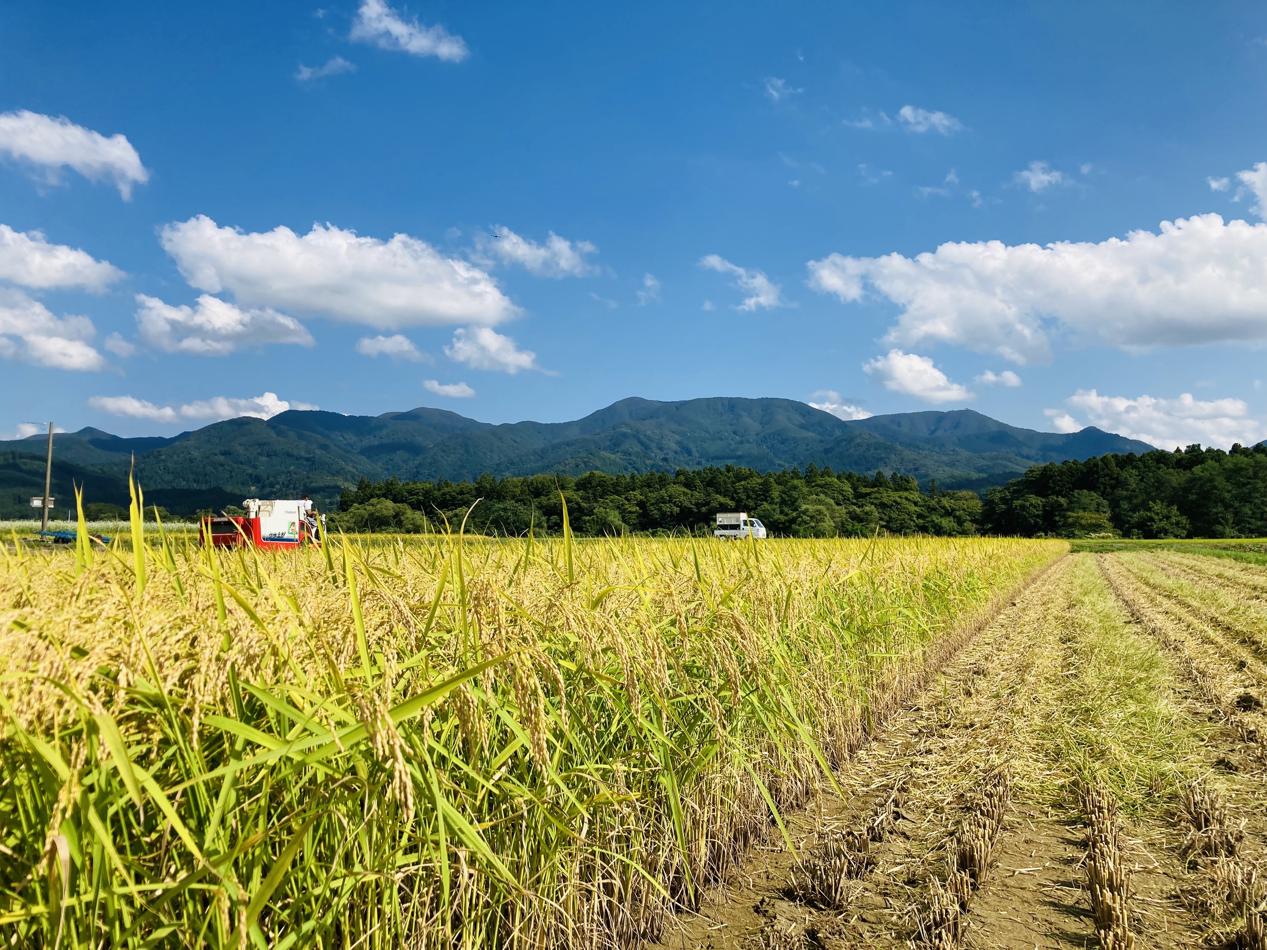 黒澤のササニシキ 10kg kg 山形県産 令和7年｜玄米の商品詳細