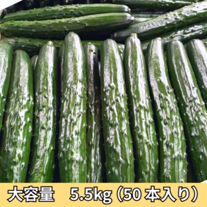 ▷▶大容量お得◀◁「まっすぐ素直で美しく♡」胡瓜 