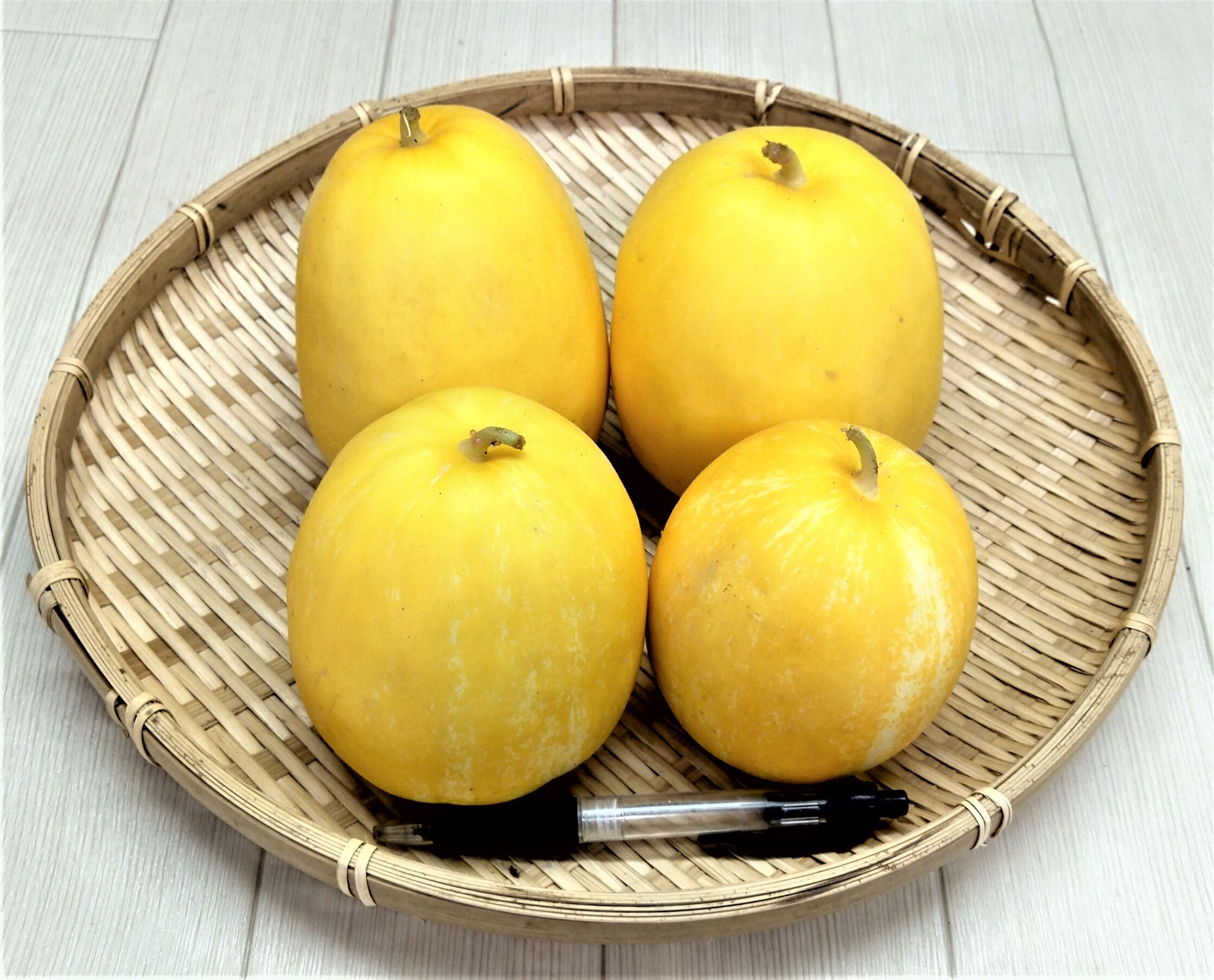 おすすめ商品】さっぱりした夏の甘さ！まくわうり 栽培期間中