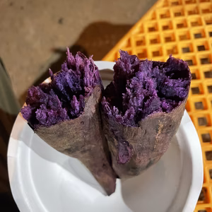 希少限定品‼️フクムラサキ‼️サイズ不揃い