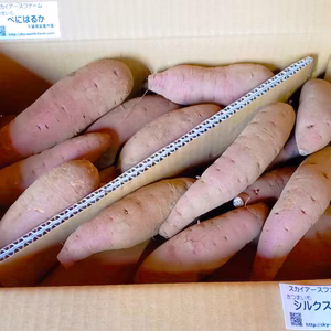 さつまいも食べ比べ【シルクスイート＆べにはるか】5㎏ （サイズ混載･土付き）