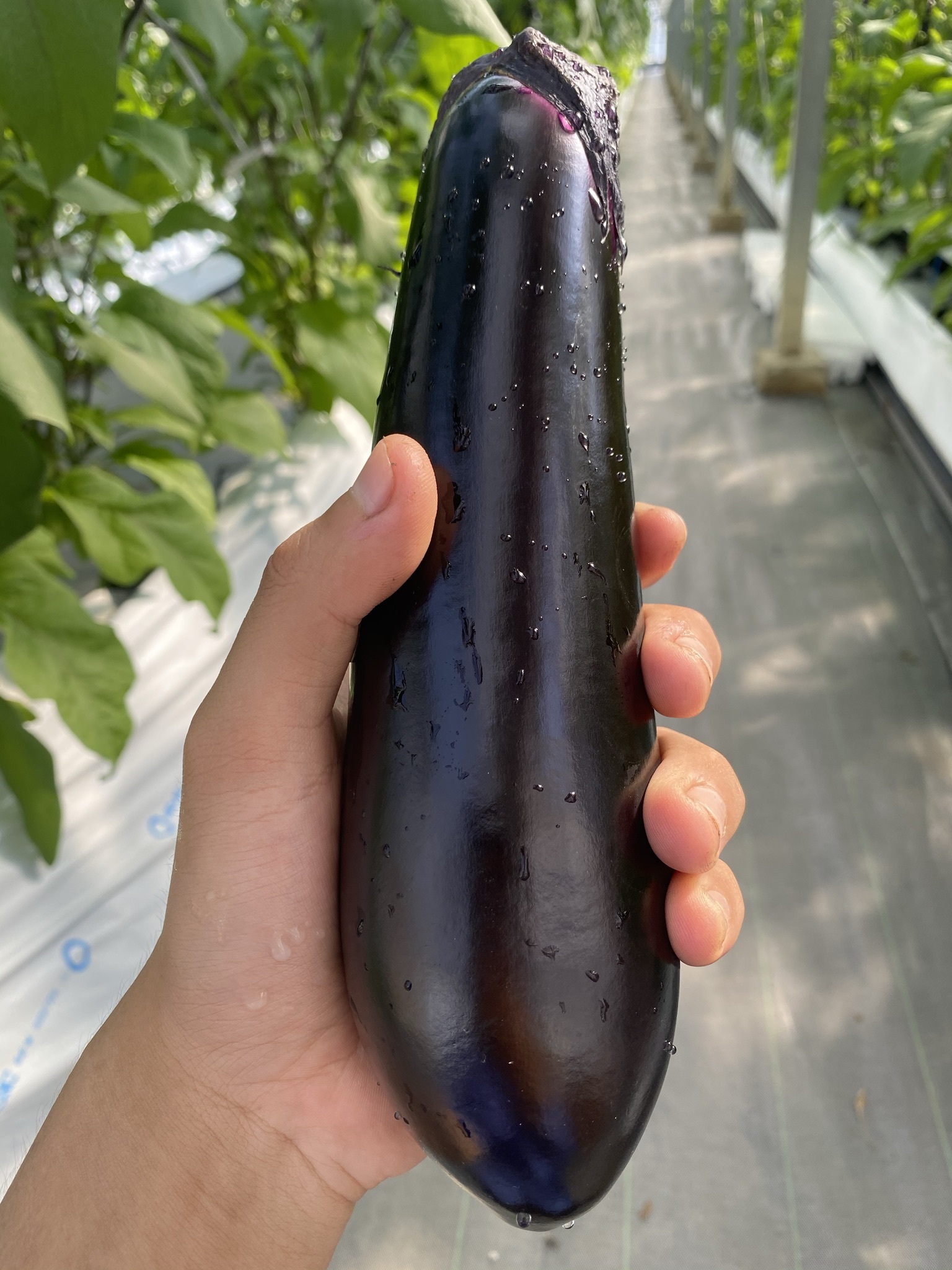 ナス2種類セット】ナス(とげなし輝楽)×白ナス(とろ〜り旨ナス) 各5本