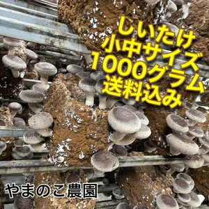 【当日収穫】常温送料込みの肉厚SMサイズ椎茸1000グラム
