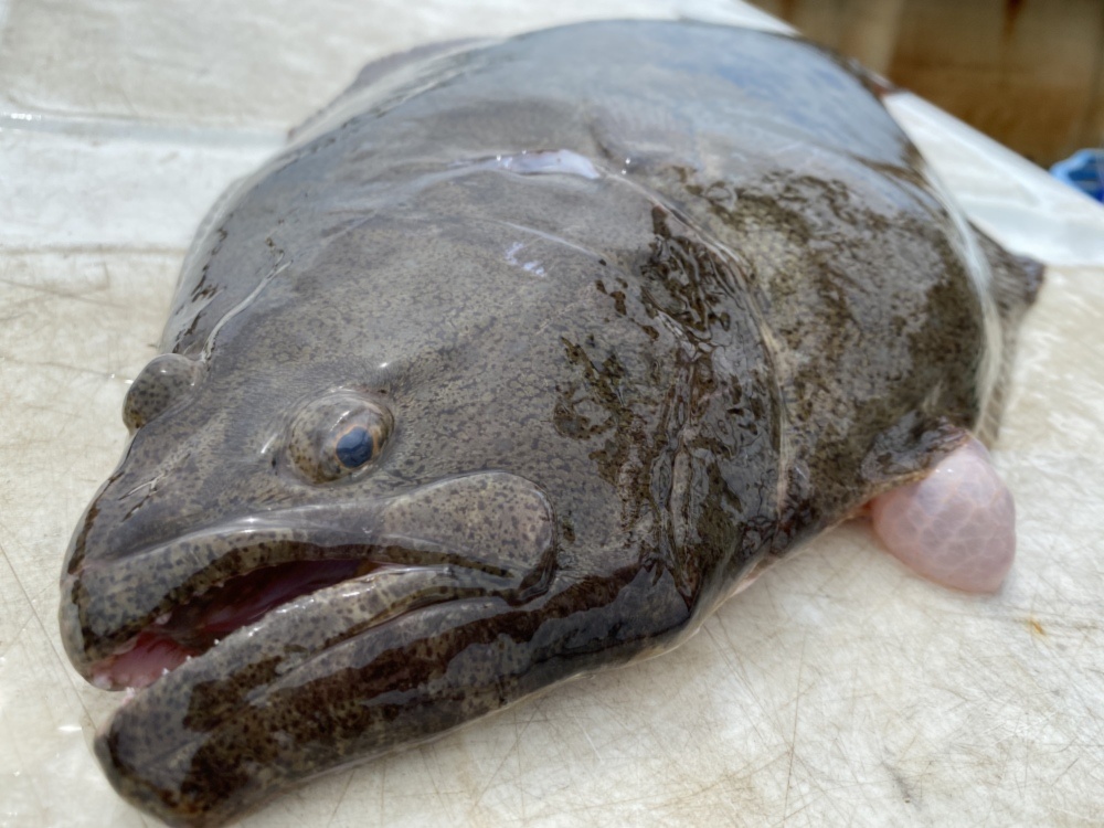 お一人様限定 高級魚 天然ヒラメ 農家漁師から産地直送の通販 ポケットマルシェ